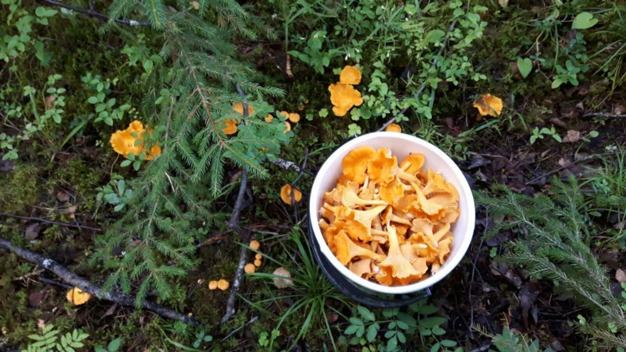 Kujanpaeae | Paajoen Vuokramoekit Hotel Himos Eksteriør billede